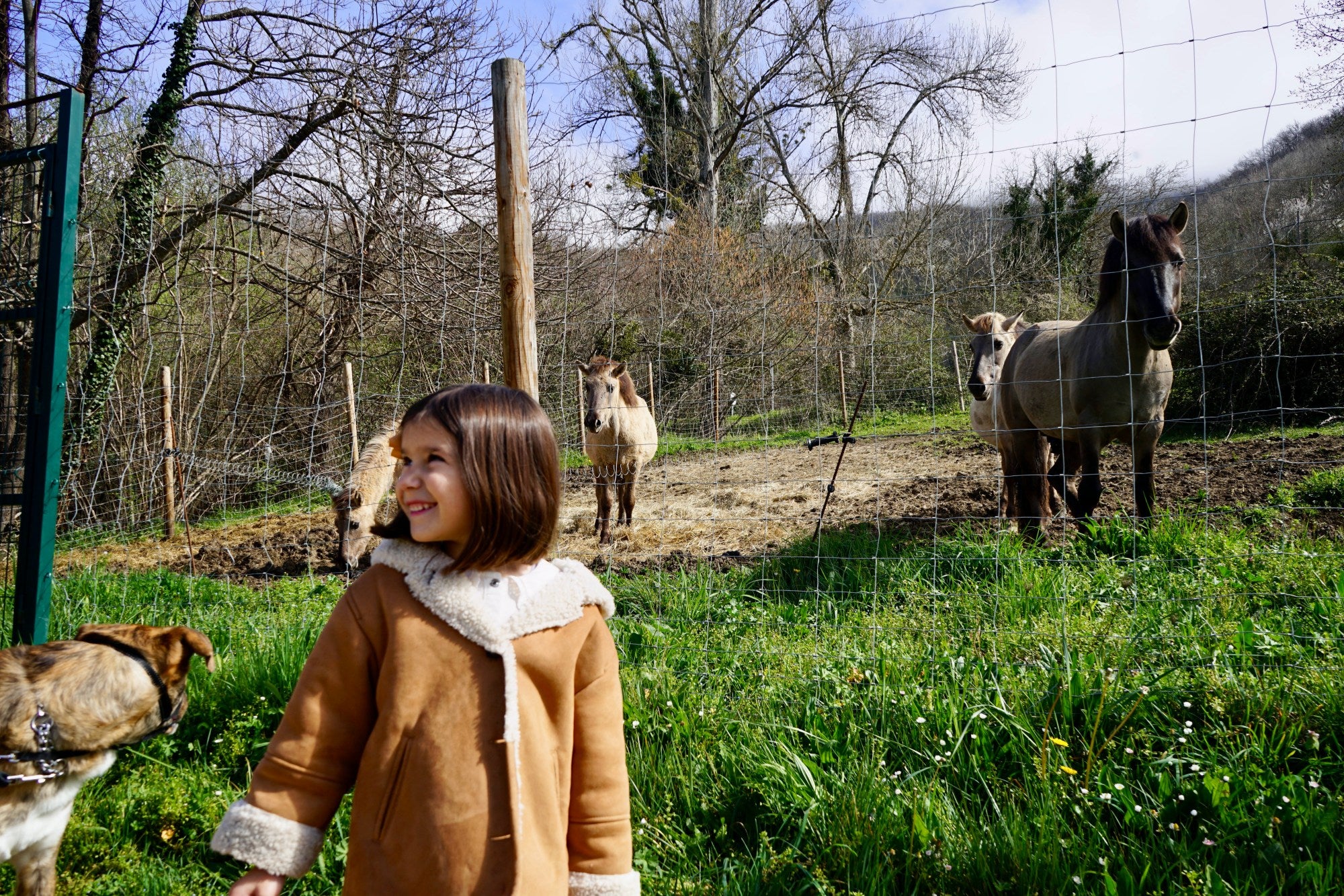 Caballos tarpanes en el Parque de la Prehistoria de Teverga (Asturias)