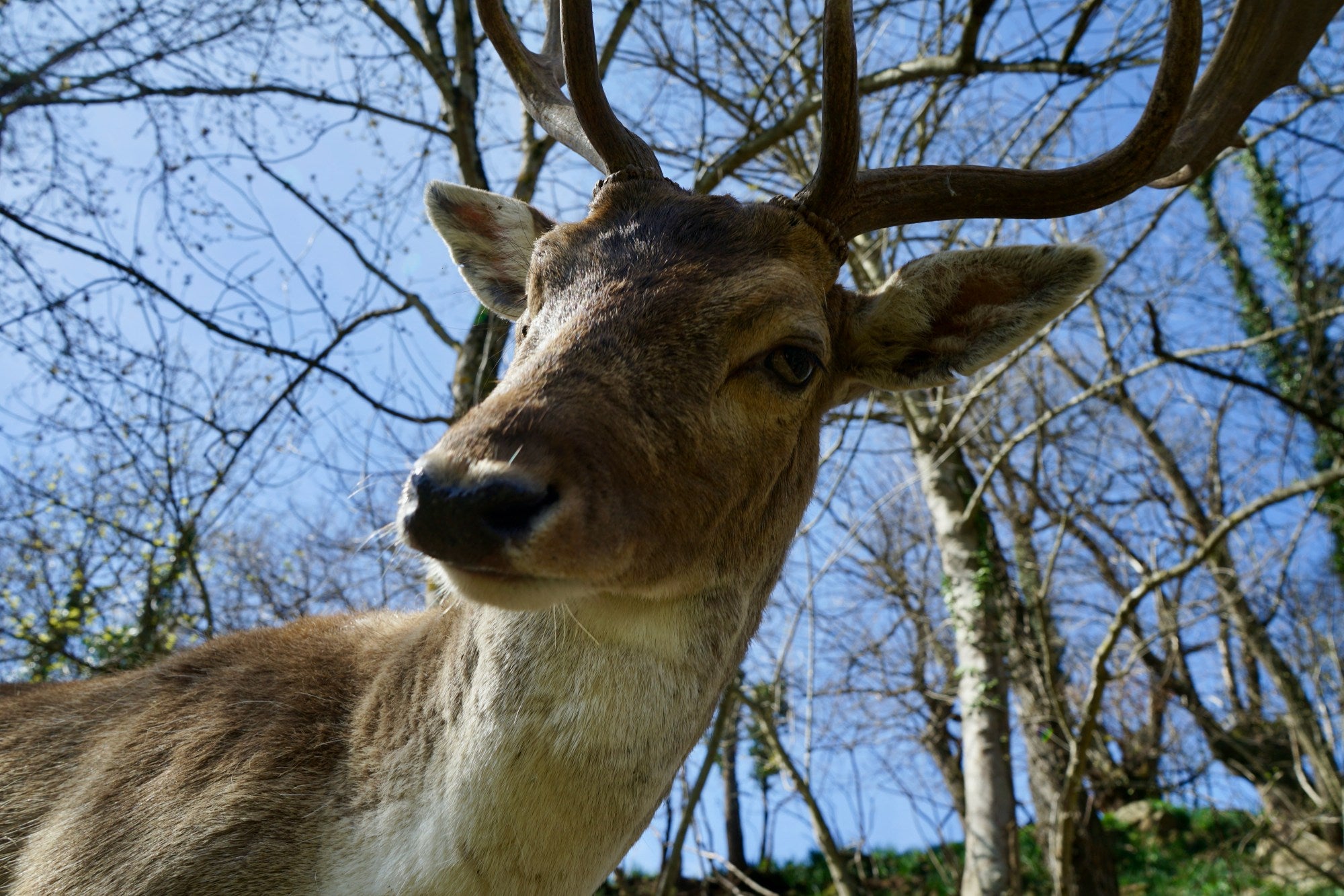 Gamo en el Parque de la Prehistoria de Teverga (Asturias)