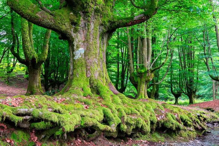 El Hayedo de Otzarreta, un bosque de cuento. Foto: shutterstock