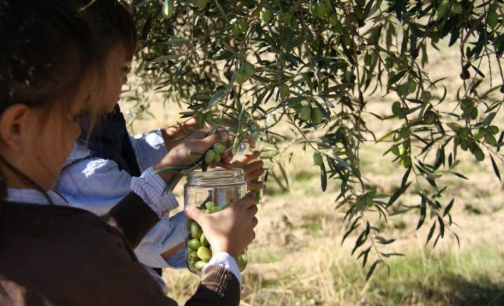 Recogiendo aceitunas con los más peques.