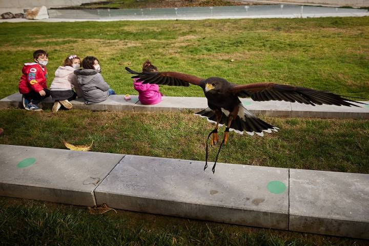 taller de rapaces en el parque de las ciencias de granada