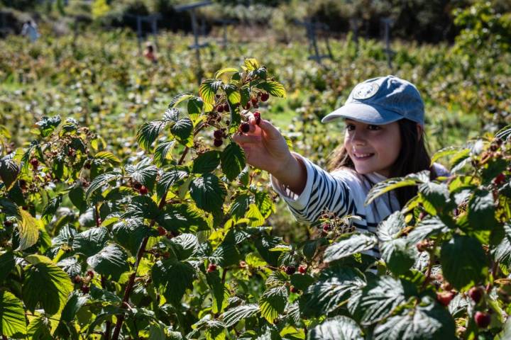 Niña recolectando frutas rojas en la finca Ecos del Lozoya (Madrid).