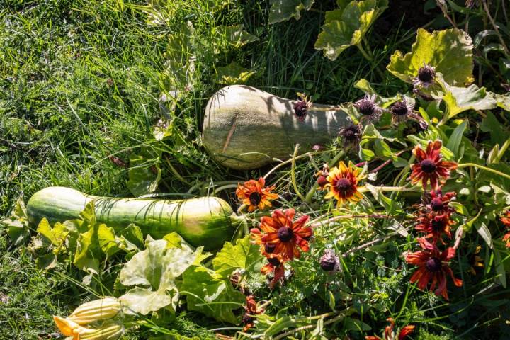 Calabazas en la finca Ecos del Lozoya (Madrid).