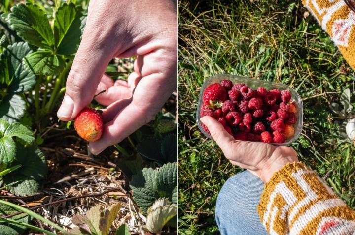 Fresa y frambuesas en la finca Ecos del Lozoya (Madrid).