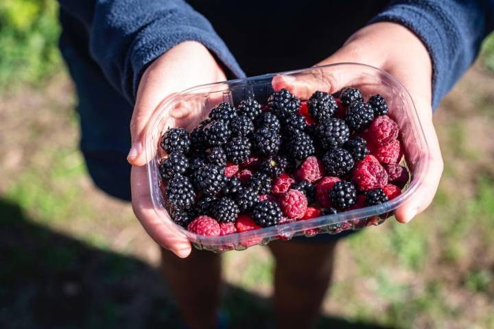 Caja de moras en la finca Ecos del Lozoya (Madrid).