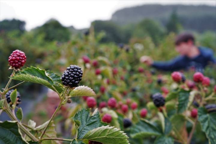 Los frutos rojos tienen propiedades beneficiosas para la salud.