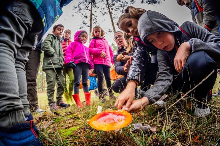 El grupo atento a la primera 'presa': amanita muscaria.