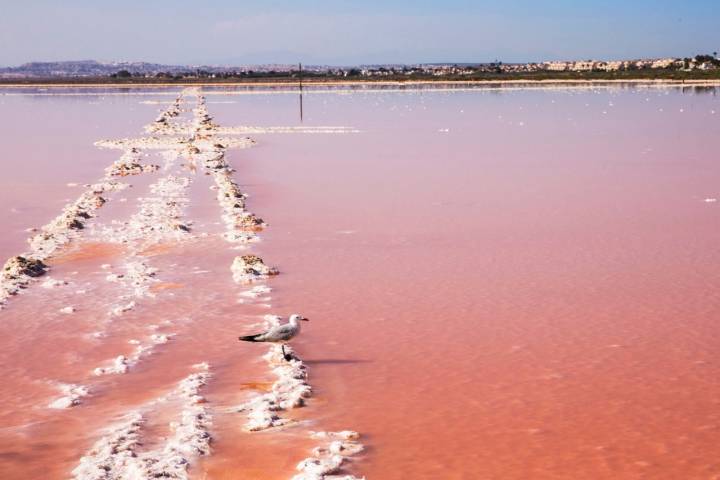 A pesar de la gran salinidad de las lagunas, aquí habitan muchas especies de aves.