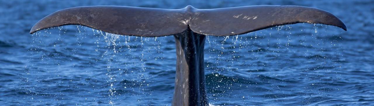 ¡Ballena a la vista!