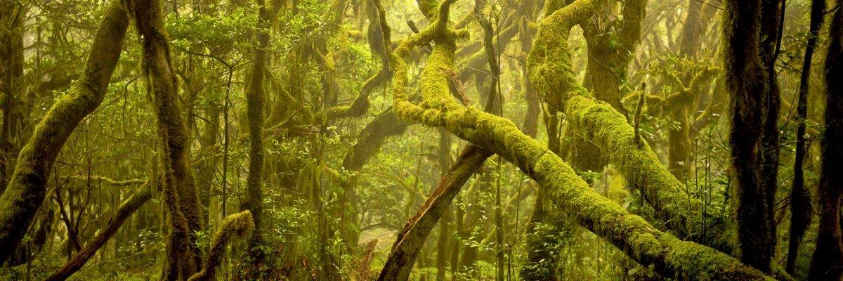 Parque Nacional de Garajonay.