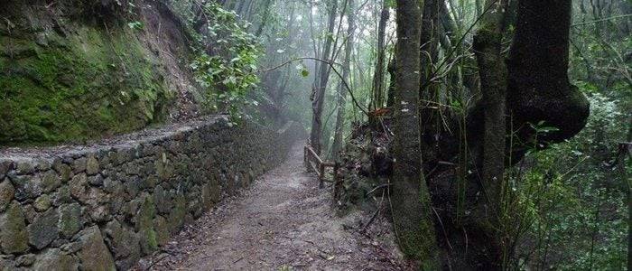 Ruta Guardianes Centenarios. Foto: Turismo de Tenerife.