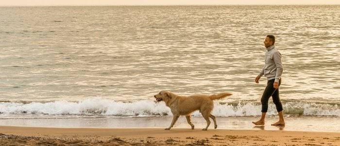 Existen playas con zonas acotadas donde podemos pasear tranquilamente con ellos.