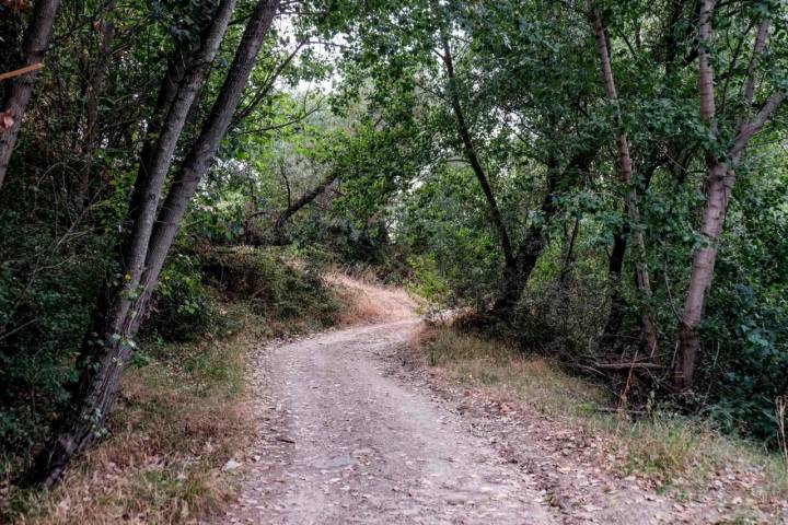 Sendero en los Pinares del río Tiétar, Talayuela, Cáceres.