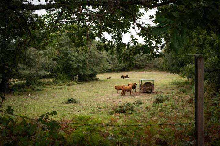 Vacas en las carreteras de la ribeira de ourense