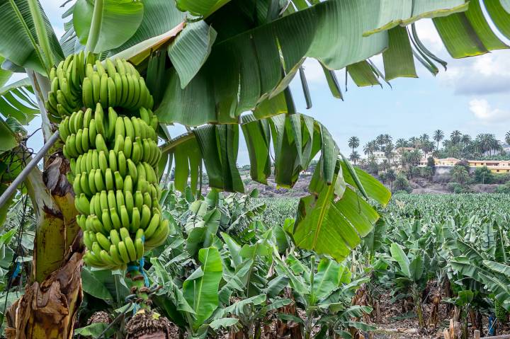 Plataneras en ruta. Foto: Shutterstock