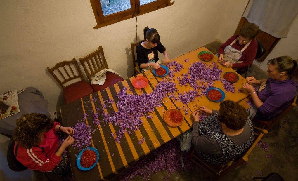 La monda de las flores de azafrán. Foto: Manuel Ruiz Toribio