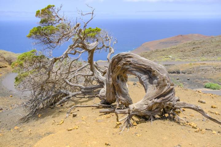 Los arboles famosos de El Hierro