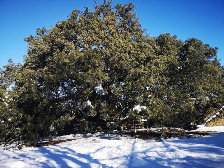 Mil años de historia. Foto: Tree of the year.