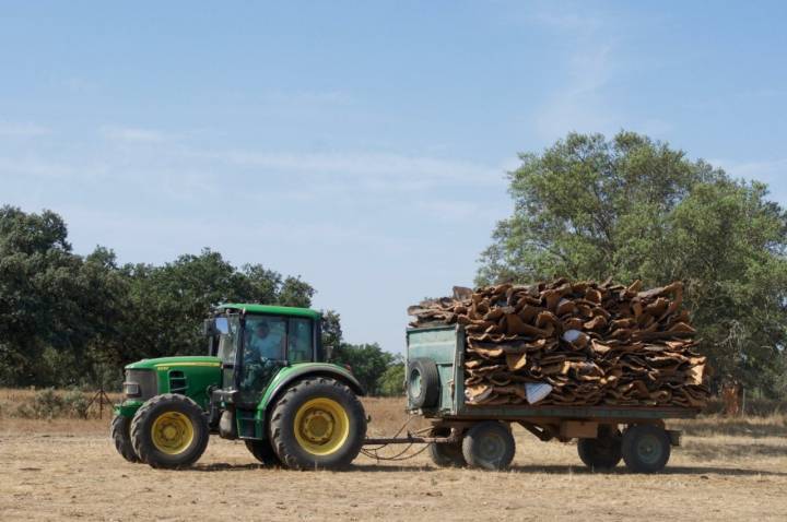 Descorche alcornoques: tractor