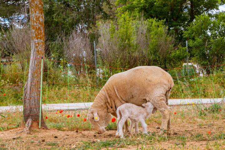 El pequeño ganado “experimental” de la familia Cobo.