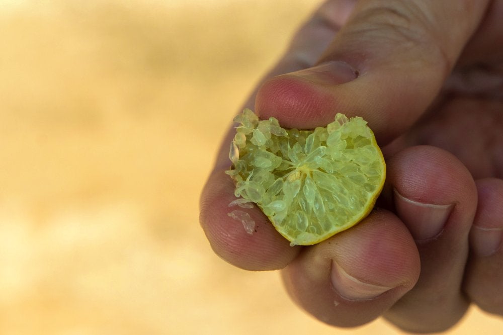 Un finger lime o caviar cítrico.