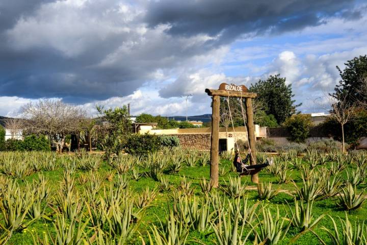 Un enorme columpio en medio de la plantación sirve para el recuerdo para las redes.