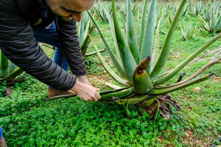 César Mayor realiza un corte a una de las plantas para explicar el proceso de crecimiento.