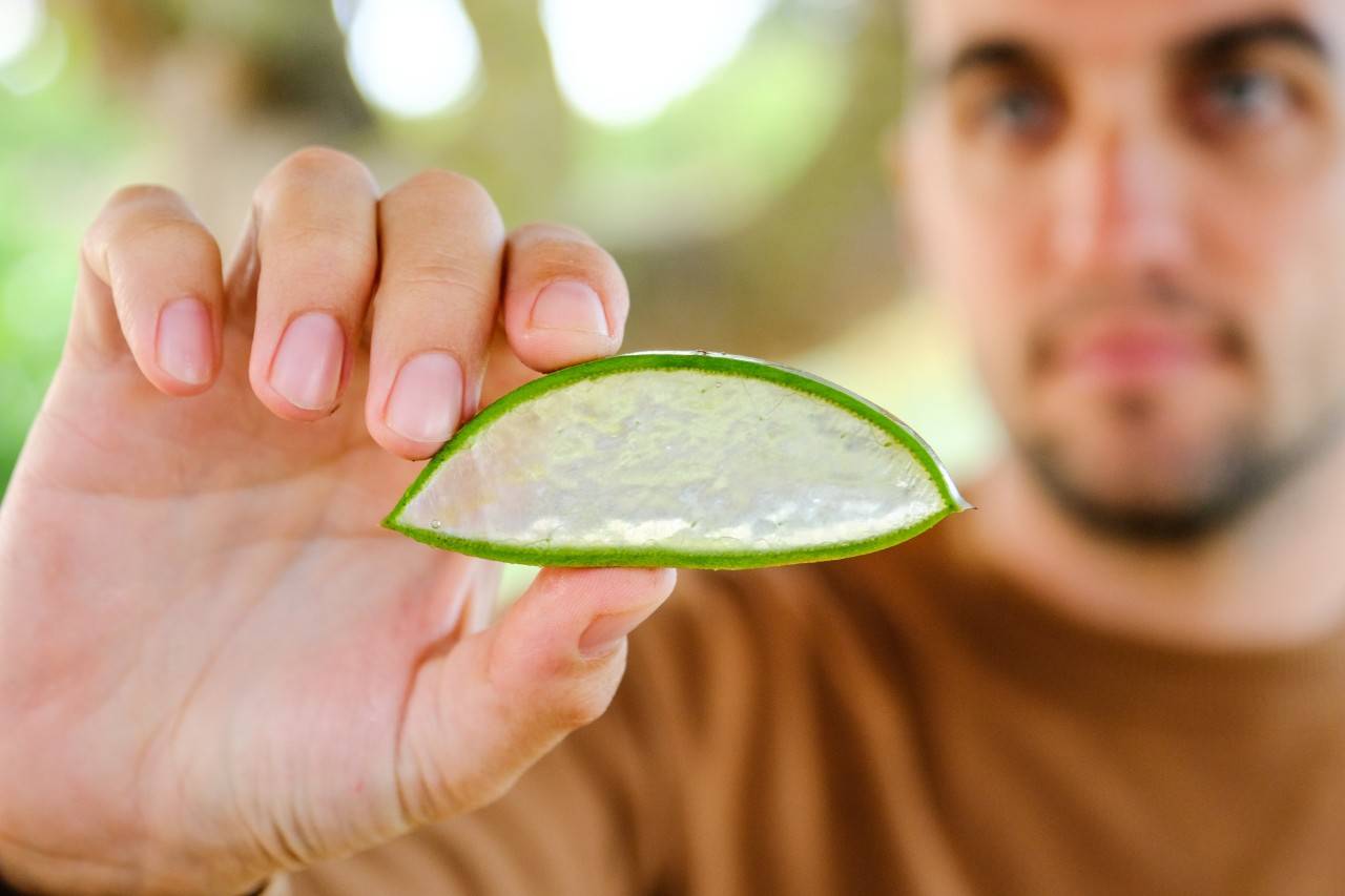 La planta de la eternidad, al descubierto