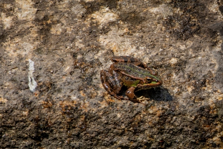 Rana en el lavadoiro de Artes