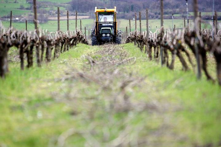 Cuidados en las viñas de Artomaña Txakolina. Foto: Arabako Txakolina.