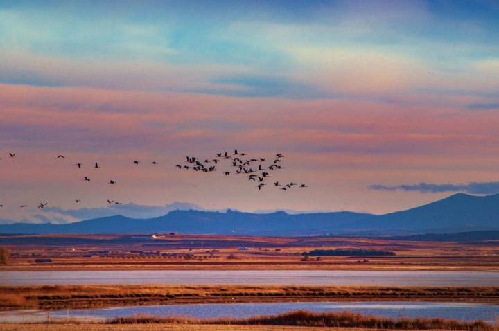 Avistamiento de grullas en Gallocanta: grullas sobrevolando la laguna