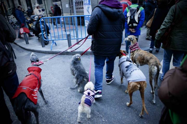 La comitiva de animales es uno de los momentos más divertidos de las fiestas.