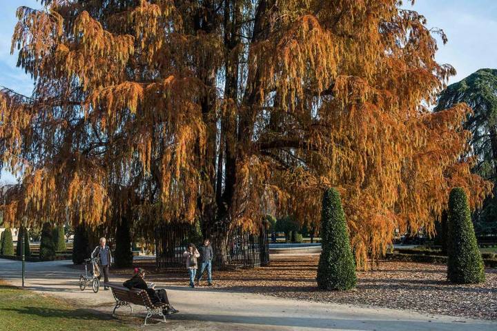 El ahuehuete de Moctezuma y, presuntamente, el árbol más antiguo de Madrid. Belleza del jardín.