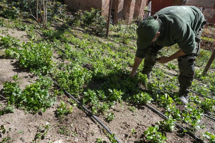 Los operarios encargados del jardín tintóreo forman parte de un programa municipal para personas en riesgo de exclusión social.