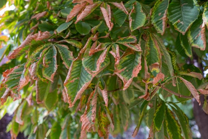 Árboles El Retiro Otoño 2022 Castaño de Indias