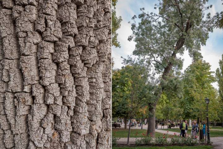 Árboles El Retiro Otoño 2022 fresno