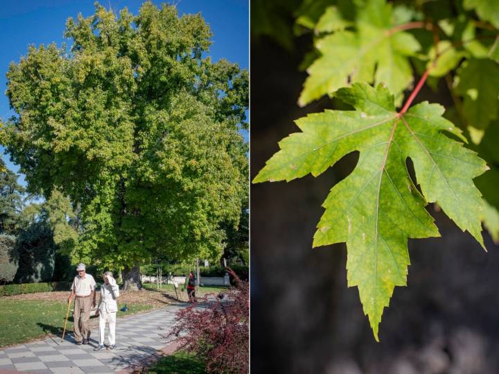 Árboles El Retiro Otoño 2022 arce plateado