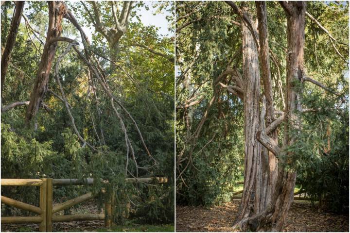 Árboles El Retiro Otoño 2022 tejo