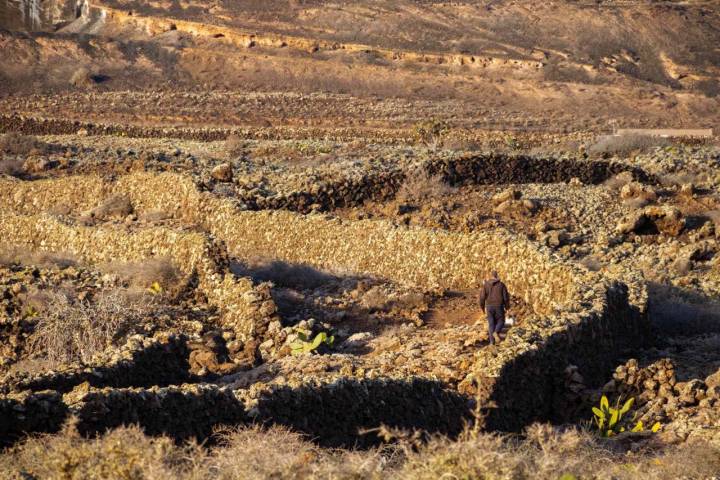 Los cultivos separados por muros de piedras también son habituales de la isla.