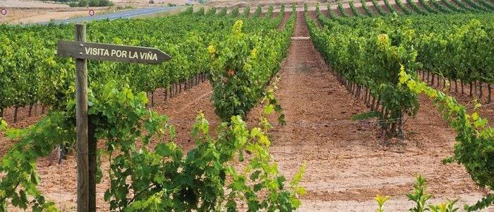 Viñedo en Aranda de Duero.