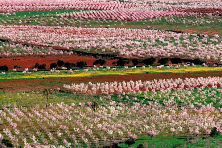 Panorámica de la huerta murciana en primavera