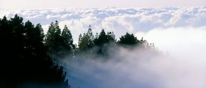 Pinos de Gáldar entre la bruma y las nubes.