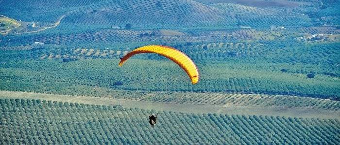 Prácticas de parapente sobre un campo de olivos.