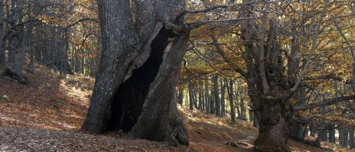 Castaños en el bosque de El Tiemblo.