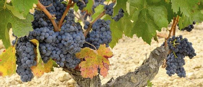 Uva de la variedad Tempranillo.