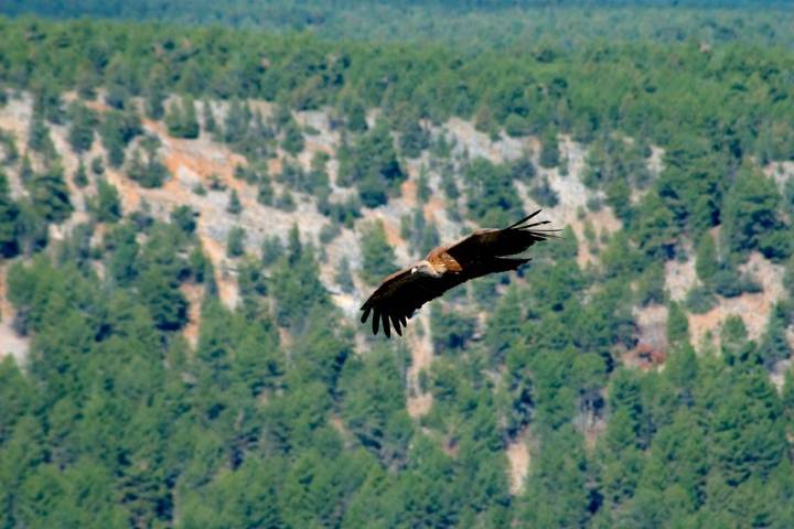 Buitre en pleno vuelo en el cañón de río Lobos.