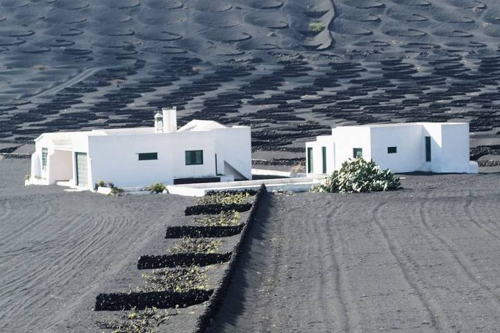 Paisaje de viñedos, en La Geria recortada.