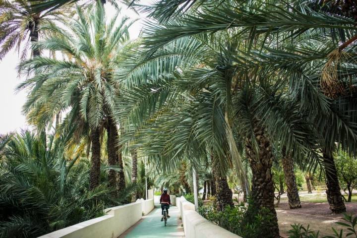 palmeral de elche