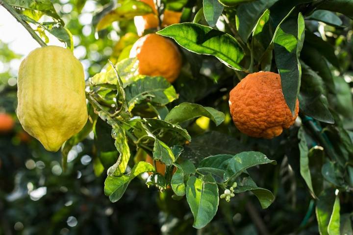 Hort Botánic El Bartolí