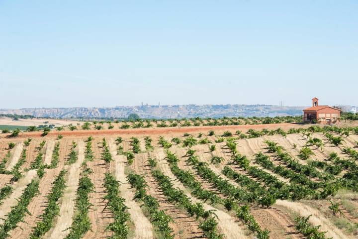 viñedos toro zamora